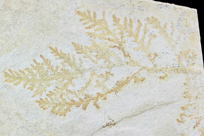 Fossil Plant (Brachyphyllum) - Solnhofen Limestone, Germany #97473